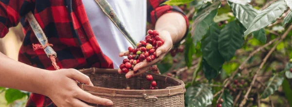 ☕ Fun Facts About Coffee You Probably Didn’t Know